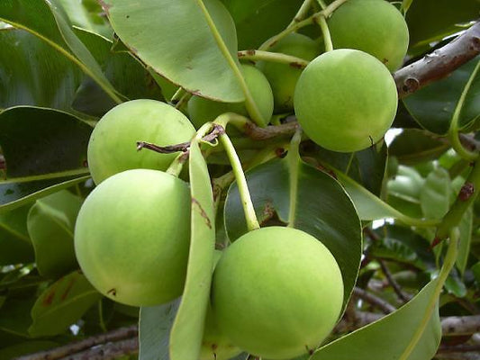 1. Tamanu Oil - What is it and How is it Beneficial? - Luneria Beauty Botanica